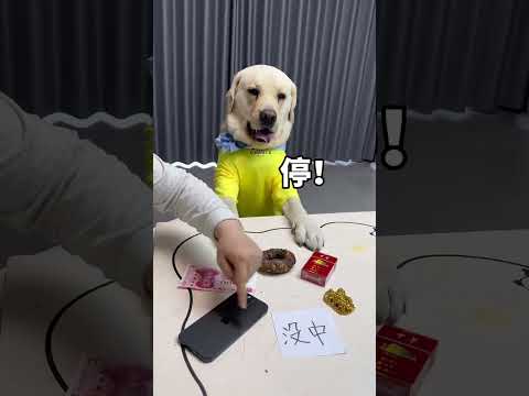中奖概率倍儿高，谁玩谁知道#抖音合伙人计划#萌宠出道计划#我和我的狗#拉布拉多#结果出乎意料 thumbnail