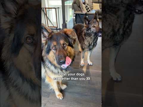 Sunday Dog Breakfast thumbnail