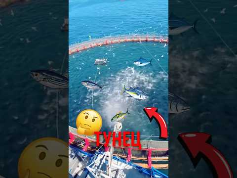 🐟 Машина которая учит тунца охотиться! #тунец #животные #интересныефакты thumbnail