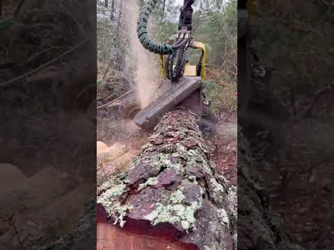 🔥Harvester 1270G: The Forest Beast Unleashed #harvester #forest #johndeere #lumberjack #automobile thumbnail