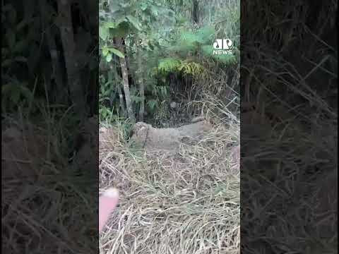 Corpo de jovem desaparecido é encontrado em mata no interior de SP #Shorts thumbnail