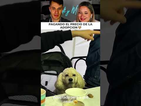 Cuando el perrito adoptado se arrepiente de su nueva vida thumbnail