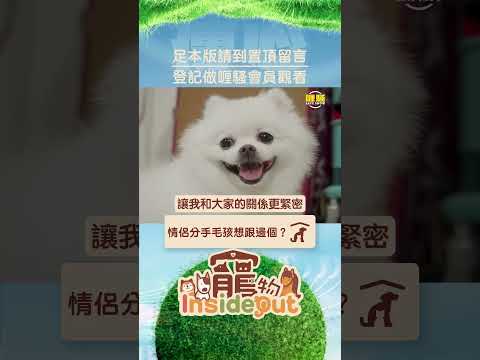 寵物唔係情侶間增加情趣嘅玩具，做決定前請慎重考慮！#shorts thumbnail