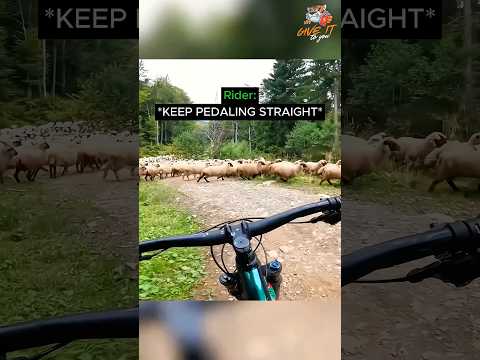 Why did this female biker foolishly attack the flock... thumbnail
