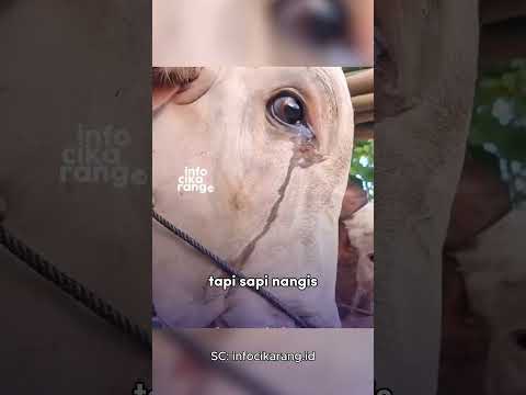 Sapi NANGIS Saat KURBAN paling LANGKA!! thumbnail