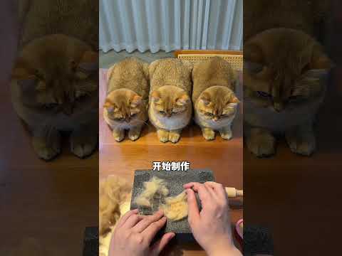 【牛奶是只猫】给猫咪做了一双小拖鞋，你们看可以量产吗 thumbnail