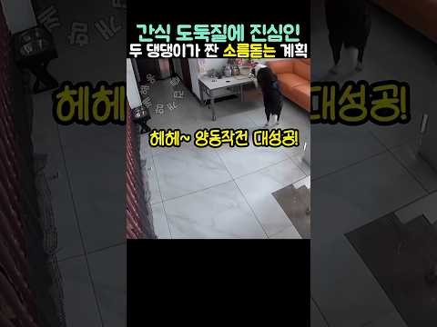 간식 도둑질에 진심인 보더콜리 모자가 짠 소름돋는 계획 thumbnail