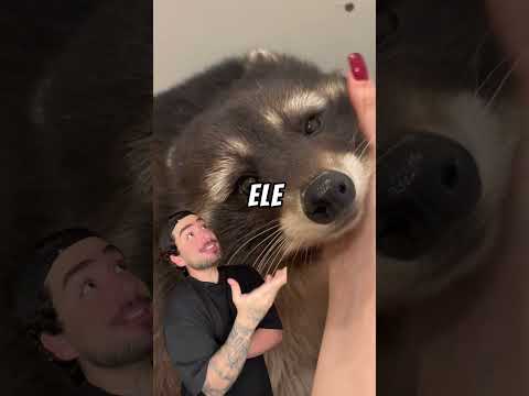 OS ANIMAIS DE ESTIMAÇÃO MAIS ESTRANHOS! #shorts thumbnail