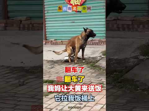 大黄狗送饭：里面是妈妈给你带的，外面是我给你带的！ thumbnail