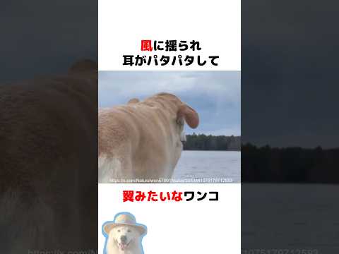 耳がパタパタして翼みたいなワンコ thumbnail
