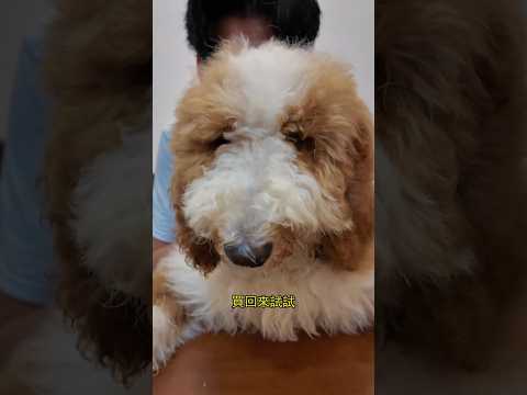 還可以 但問題是...你不一定每次都能帶著 更做不到每次都接住啊 - 狗狗接屎伸縮杆 thumbnail