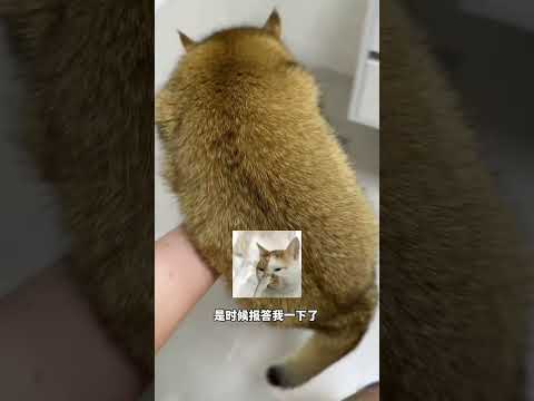 【牛奶是只猫】多猫家庭要怎么一碗水端平 thumbnail