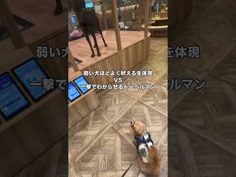 安全地帯から調子乗ってドーベルマンに吠えてたら一発で分からされたポメプー #ポメラニアン #プードル #ドーベルマン #ポメプー thumbnail