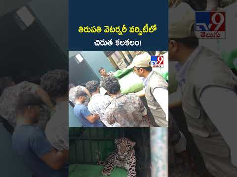 తిరుపతి వెటర్నరీ వర్సిటీలో చిరుత కలకలం! - TV9 thumbnail