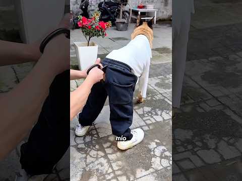 ¡¿Papá CORTÓ los Pantalones del Perrito?! 😱🐶✂️😂 thumbnail
