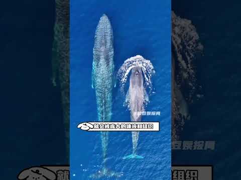 看完蓝鲸，我再也不嘲笑队友玩个破游戏，不点攻击，全点血量了#万万没想到 #离谱 thumbnail