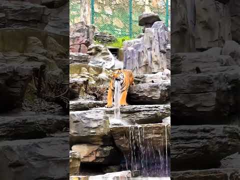 China Ka Viral Tiger… Reality Kya Hai? 😳 thumbnail