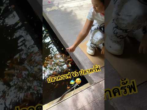 ปลาคราฟ กับปลาครั๊ฟ 🐠😅#ลองดู #ปลาคราฟ #ฝากติดตาม #หมูหมีจัดให้ #เอ็นจอยคับผม thumbnail
