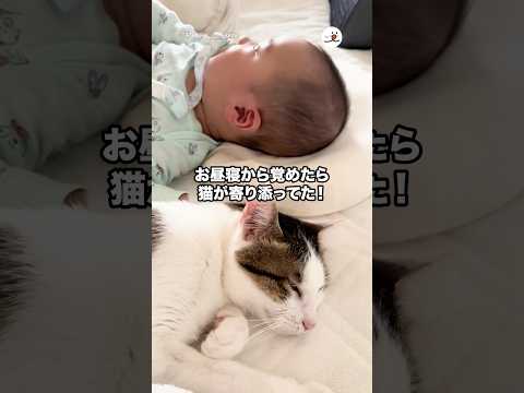 お昼寝から覚めたら…?｜PECO thumbnail