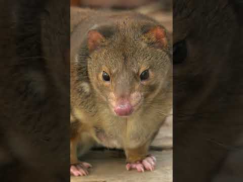 Marsupials for Kids | #shorts thumbnail