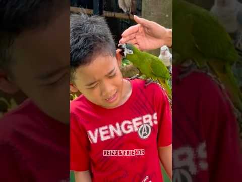 Yakin Keizo bisa pegang burung⁉️ thumbnail