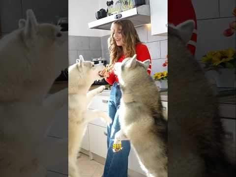 Quando prendi un CANE: ASPETTATIVE vs REALTÀ 🫣🐶🤭 #cane #comedy #comico #dog thumbnail