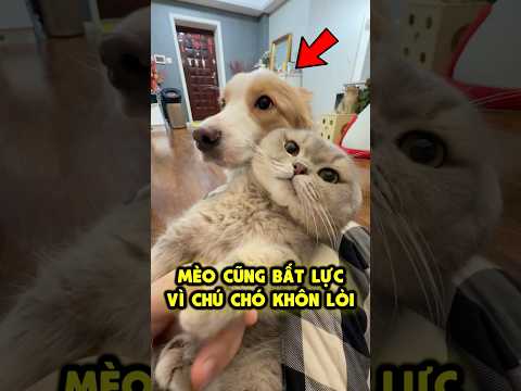 Mèo bất lực vì chú cún khôn lỏi 🐶💯 thumbnail