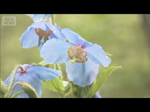 幻の青いケシの花が見ごろ ヒマラヤ山脈に自生　山梨・清里高原(2026年5月23日) thumbnail