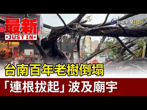 台南百年老樹倒塌「連根拔起」 波及廟宇【最新快訊】 thumbnail