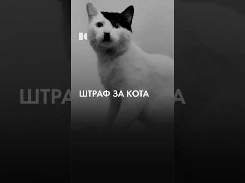 Штраф за кота thumbnail