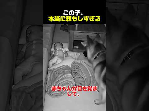 最後の行動が優しすぎた…🐶😭 thumbnail
