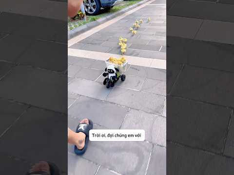 Cậu bé đưa đàn vịt về nhà, ai ngờ cả bầy vịt khác chạy theo #shorts thumbnail