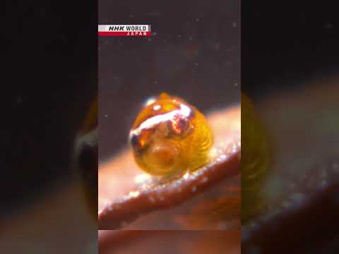 Japan's cutest fish is just 1cm longーNHK WORLD-JAPAN NEWS #shorts thumbnail