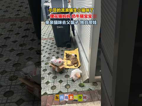 小区的流浪猫生小猫咪了 thumbnail