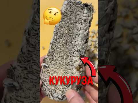 🌽 Почему эту кукурузу специально портят! #кукуруза #грибок #деликатес thumbnail