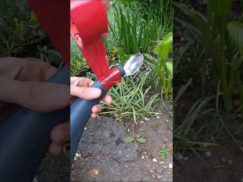 This Gardening Trick with a Watering Can and Spoon Will Come in Handy when Watering Plants #garden thumbnail