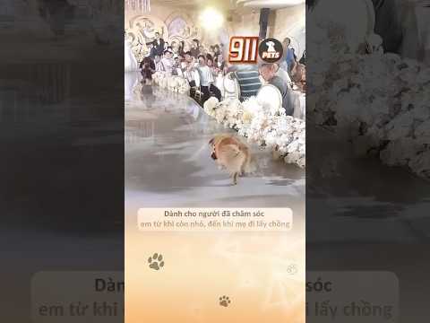 Cún con tiến đến trao nhẫn cưới cho ba mẹ khiến ai nấy cảm động ? thumbnail