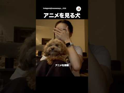 犬が見やすいアニメ＆泣く飼い主｜PECO thumbnail
