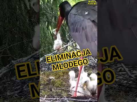 Samica Eliminuje Młode thumbnail