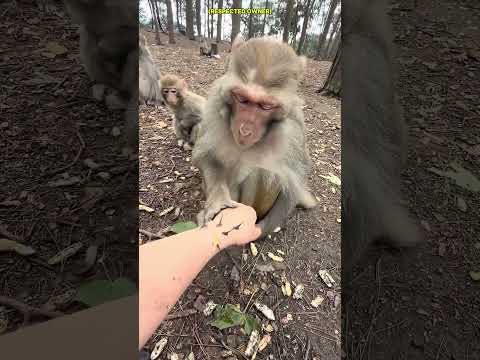 Duri di Tangan?! Lari ke Monyet Tertua di Hutan ?? #Shorts thumbnail