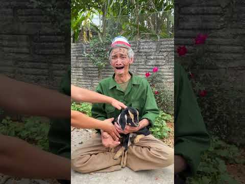 Bất ngờ sinh nhật cho Ông nội và chú dê đáng thương🎂😭#shorts thumbnail