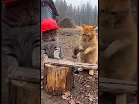 Wait For End😳Orange cat trouble😱😂😂 #usa #viral #animals #newyork #dog #sea thumbnail