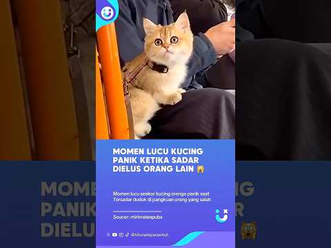 Kucing Panik Ketika Sadar Dielus Orang Lain, Si Meong Salah Mama #kucinglucu #catlove #cat #viral thumbnail