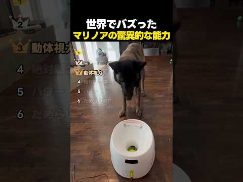 世界が驚いた！ベルジアン・マリノアの驚異的な能力TOP6 thumbnail