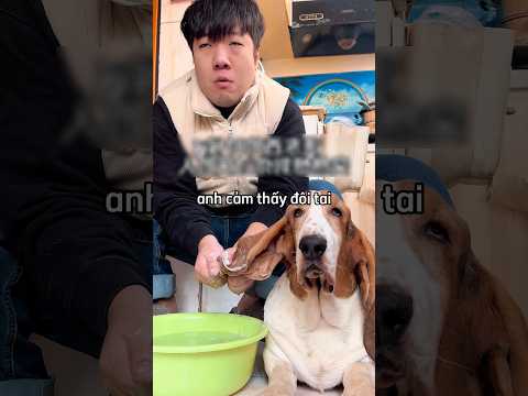 Chú chó có đôi tài dài nhất thế giới khiến người chủ vô cùng vất vả 😳 thumbnail