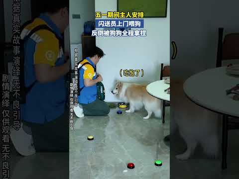五一期间主人安排 闪送员上门喂狗 反倒被狗狗全程拿捏！ thumbnail