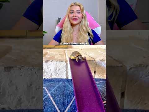 Tartaruga descendo um escorregador ??? thumbnail