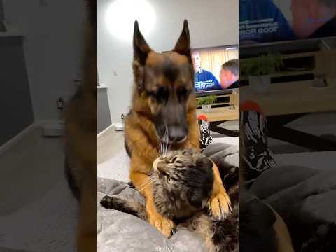Harry’s a smart  boy. He pinned down those mittens before slobber kisses 😂❤️ thumbnail