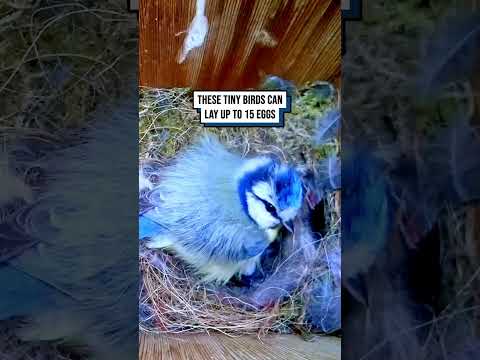 Blue Tit lays an incredible number of eggs ?? #shorts #birds #birdwatching #wildlife #animals thumbnail