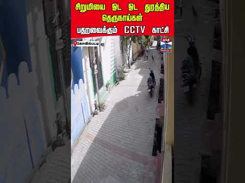 streetdog | Kovilpatti | CCTV thumbnail